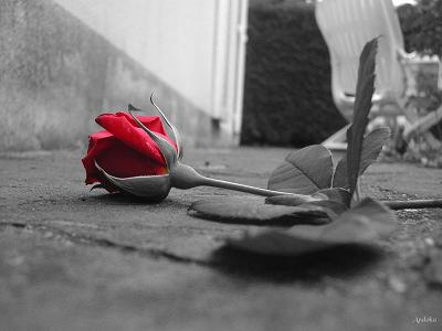 Afficher l'image d'origine