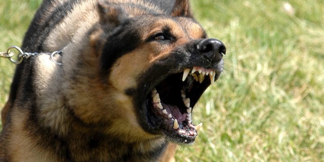 Afficher l'image d'origine